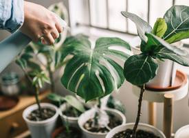 Zo veel water heeft een plant écht nodig