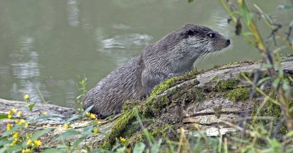 Twee nieuwe vrouwtjesotters in Millingerwaard