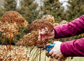 Déze bomen en planten kun je snoeien in december