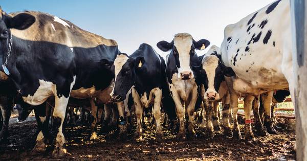Geen rundveemest in nieuwe mestvergister van Twence