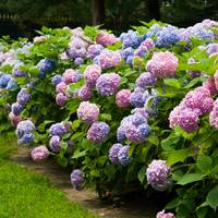Bonte hortensia's? Zo beïnvloed je de kleur van de bloemen