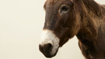 20 zwaar verwaarloosde ezels in beslag genomen in Moorsel