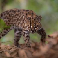 ‘Vreemde huiskat’ blijkt nieuwe soort: biologen ontdekken de tilcayo in Bolivia