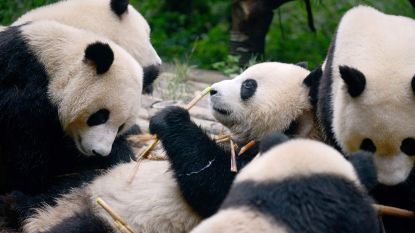 China plant gigantisch panda-natuurpark van 1,3 miljard euro