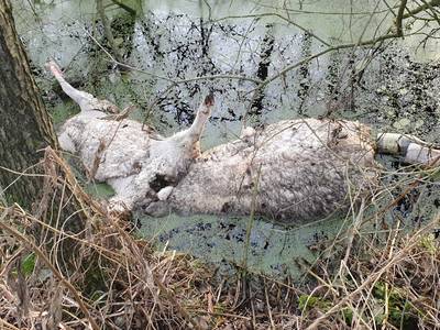 Drie kadavers van schapen gedumpt in Woudenberg; en niet voor het eerst