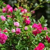 Wil je een tuin vol met gratis rozen? Pak er dan snel een aardappel bij