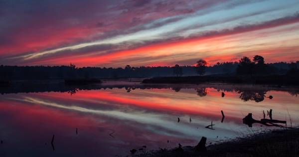 Nazomer zorgt voor mooi natuurverschijnsel in de vennen - De Gelderlander
