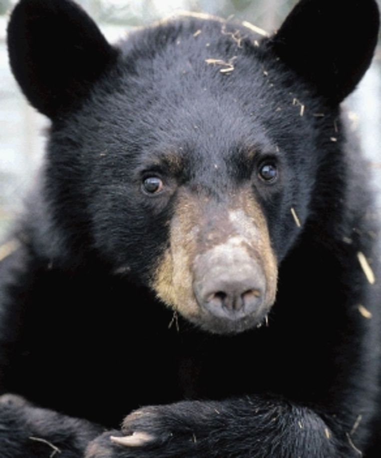 Winterslaaptruc van zwarte beren kan mensenlevens redden | Trouw