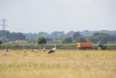 Ooievaars strijken massaal neer in Binnenveld