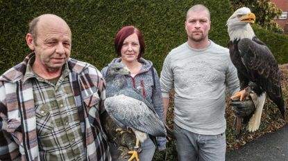 Kortrijk voert verbod op roofvogelshows in