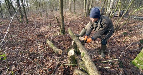Houtzagers zoeken in Molenhoek de grens op