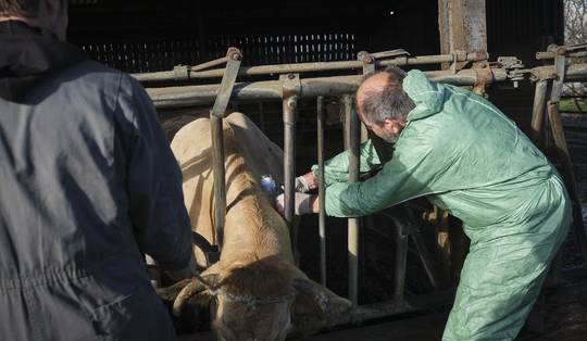Lumpy skin disease in opmars in Frankrijk: ‘Er is geen behandeling dus je moet besmettingen snel indammen’
