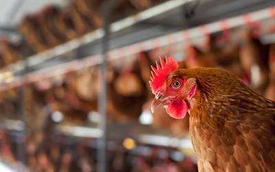 Mag boer in Sterksel overschakelen van legkippen naar vleeskuikens?