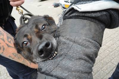 Politiehond bijt verdachte in Scherpenisse