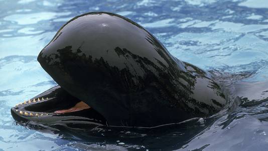 Afbeeldingsresultaat voor barbara van de griend