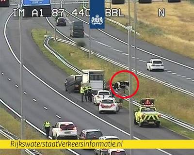 Koe ontsnapt en loopt A50 op: snelweg enige tijd afgesloten
