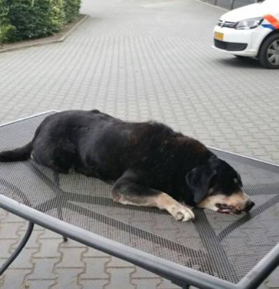 'Dit was geen ongeluk, onze hond is doodgeschopt'