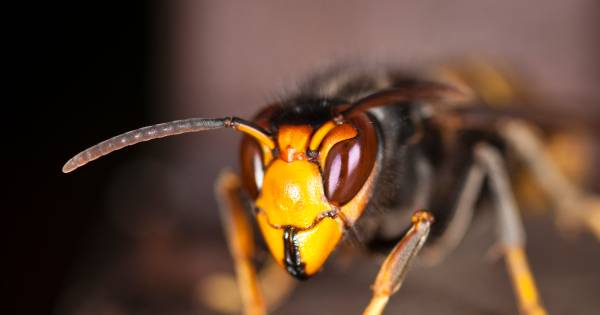 Met Dit Monster Krijgen We Binnenkort Te Maken Binnenland Ad Nl