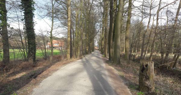 Buren Everlostraat in Rossum willen dat beuken verdwijnen