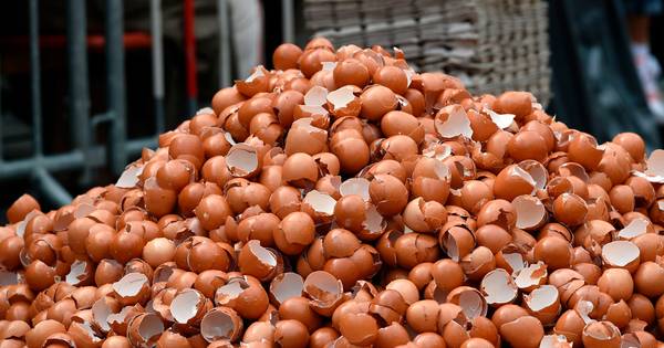 Nieuwe fipronileieren afkomstig van kippen uit geblokkeerd bedrijf Tilligte