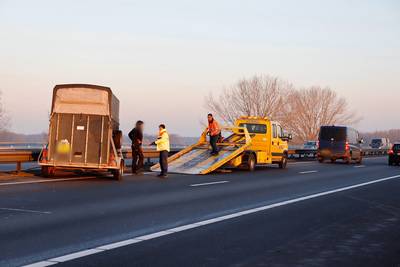 Losgeschoten paardentrailer zorgt voor file op A73 bij Beers