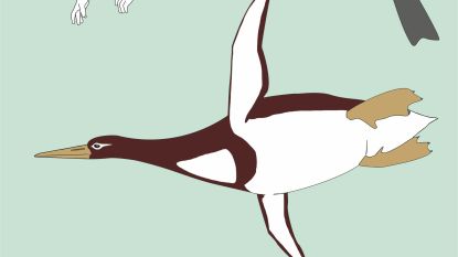 1,77 meter en 100 kilo: fossiel van reuzenpinguïn ontdekt in Nieuw-Zeeland
