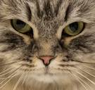 Professor Frederik Swennen: “Een kat houden brengt veel ethische dilemma's met zich mee”