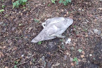 Onthoofde zwaan is al vijfde die is gevonden in Groenlo