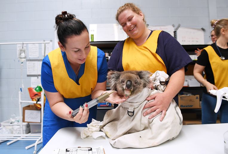 Verzorgers voeden een gewonde koala in het tijdelijke hospitaal.