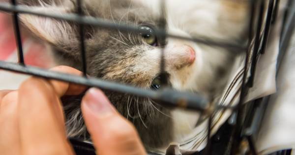 L'adoption d'animaux autorisée pendant le confinement en