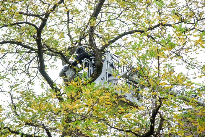 Voorjaarsbloeiende bomen in de vroege lente - bloeiende bomen zoals  magnolia, cercis en prunussen