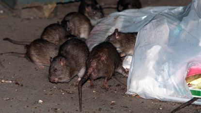 Ook de ratten in Manhattan leven net als de bewoners in hun eigen wijk