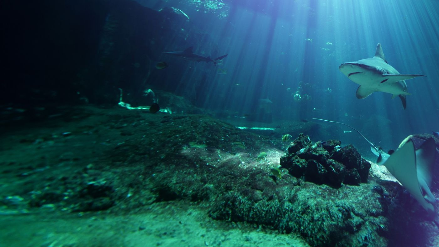 Nausicaá - dans les coulisses du plus grand aquarium d’Europe