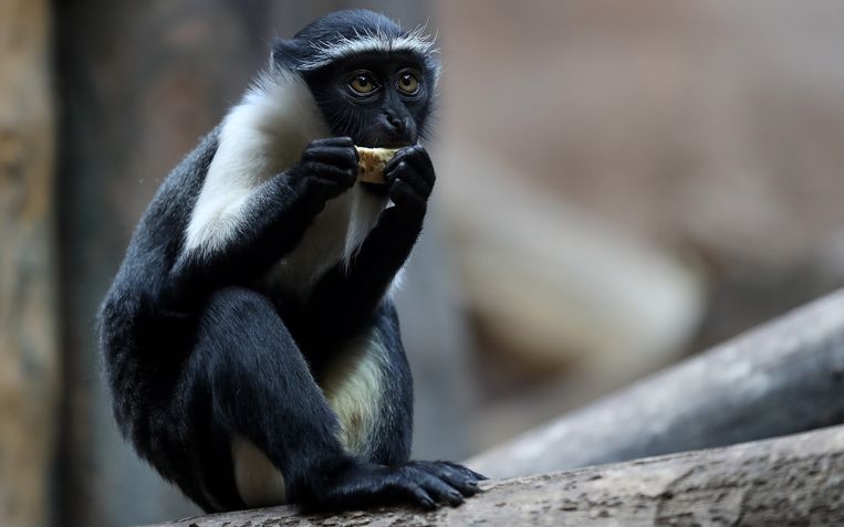 Zes apensoorten uit West-Afrika hoger op de Rode Lijst met bedreigde ...