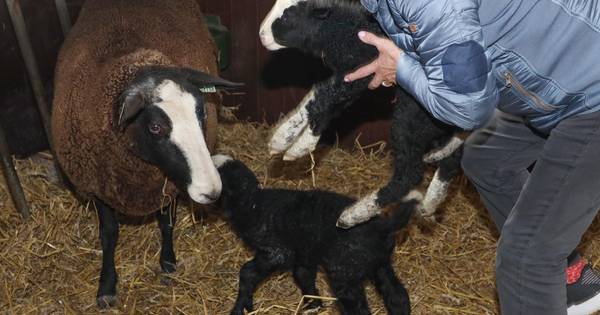 Lammetjes geboren in december: 'Dit is héél bijzonder' - BN DeStem