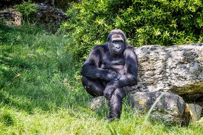 Franse gorilla’s moeten van de dierentuin terug naar de Afrikaanse jungle