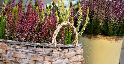 Vier mooie najaarsbloeiers die je nu kunt planten