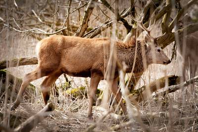 Dierenbescherming onderzoekt vroegtijdig afschieten van grazers