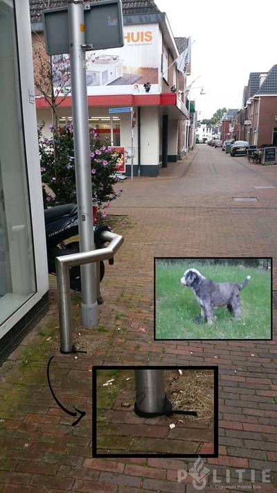 Wachtende hond Jip werd losgesneden en meegenomen uit centrum van Ede