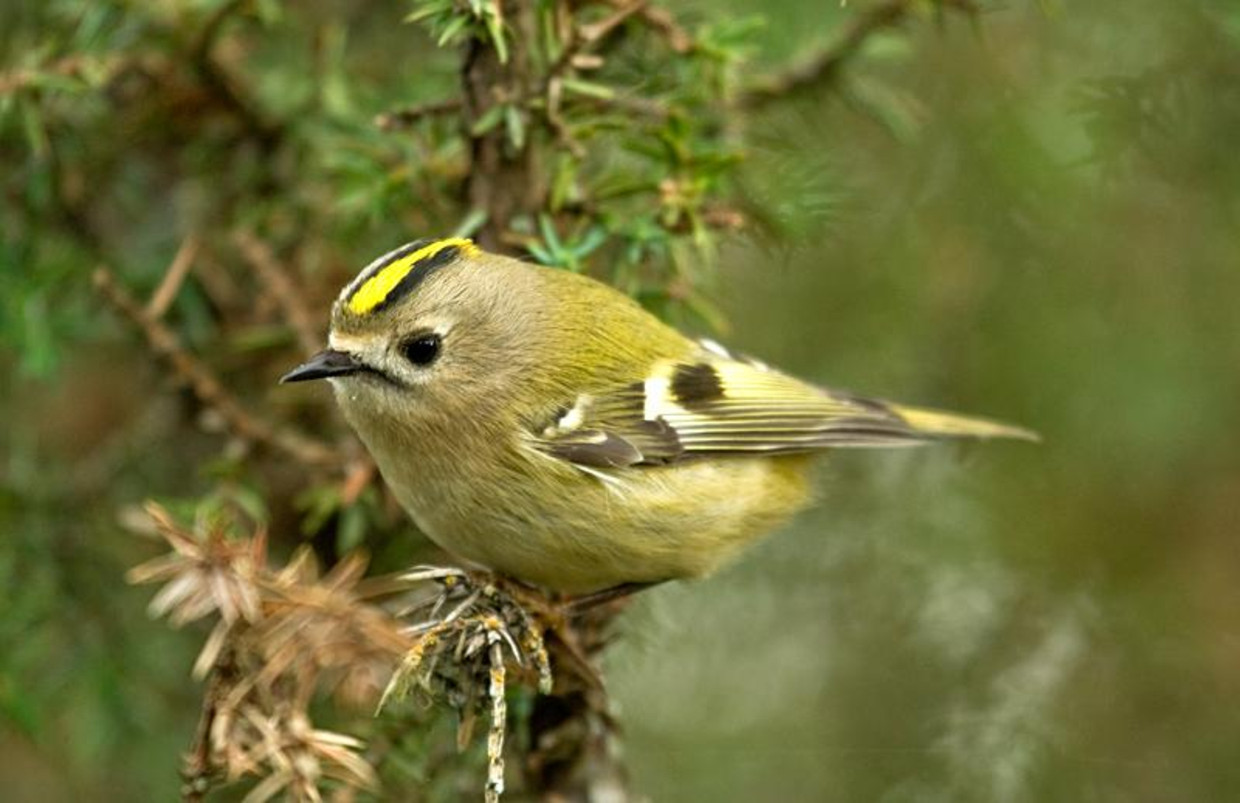 De kbv een klein, bruin vogeltje
