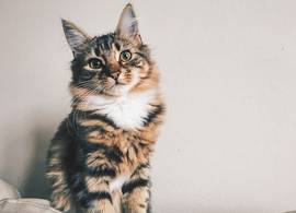 11 dingen waar katten een hekel aan hebben