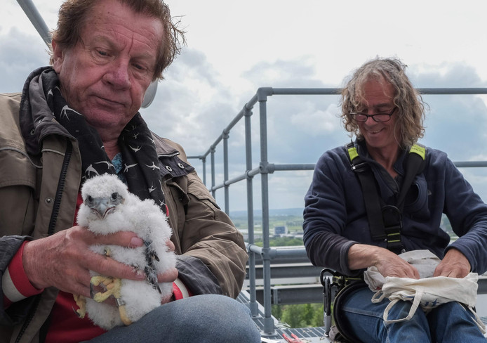 Het ringen van de jonge slechtvalken bij de nestkast op het kantoor van Akzo Nobel aan de Velperweg