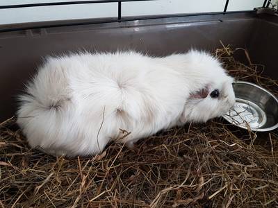 Cavia duikt op in rugtas jongetje: school belt Dierenambulance