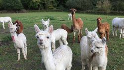 Vijf schattige alpaca's te koop (en dit betaal je ervoor)