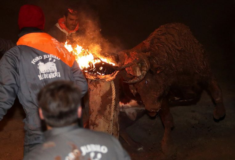 De stier kan in eerste instantie niet weg en panikeert terwijl hij de paal is vastgebonden.