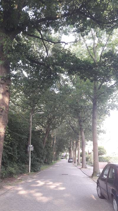 Groene laanstructuur op Van Heeckerenlaan Ede blijft behouden