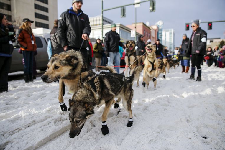 Sleehonden voor de start van de Iditarod in de stad Anchorage (Alaska).