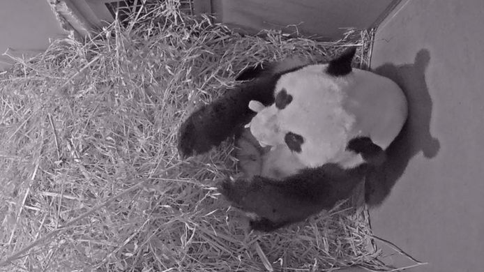 Uniek! Pandababy geboren in Ouwehands Dierenpark in Rhenen ...