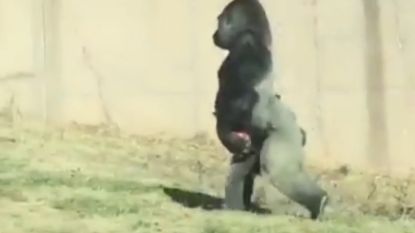 Deze gorilla loopt als mens omdat hij zijn handen niet wil vuilmaken 