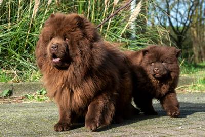 Wel of niet beroepsmatig? ‘Illegale’ hondenfokkers uit Heteren moeten naar de rechtbank